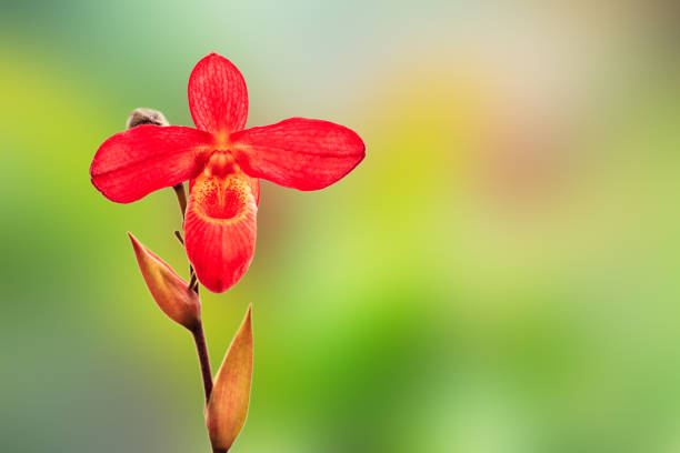 beautiful paphiopedilum orchid bloom in the park