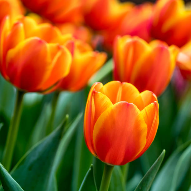 istock Colorful of tulip 643258988
