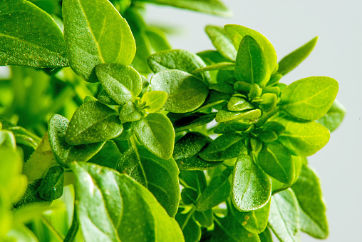 Basil, spice and medicinal plant