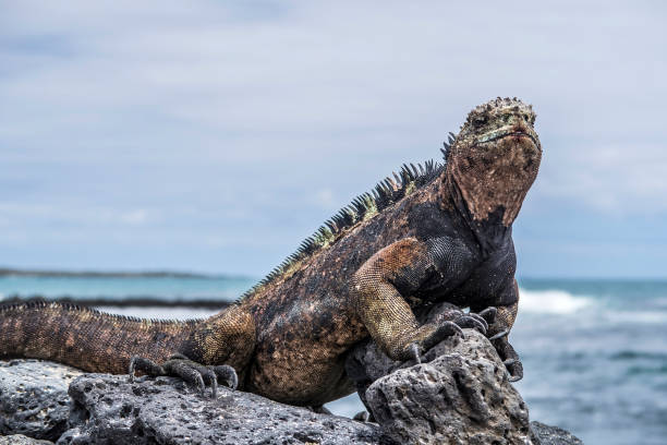 istock marine Iguana at the beach 643262456