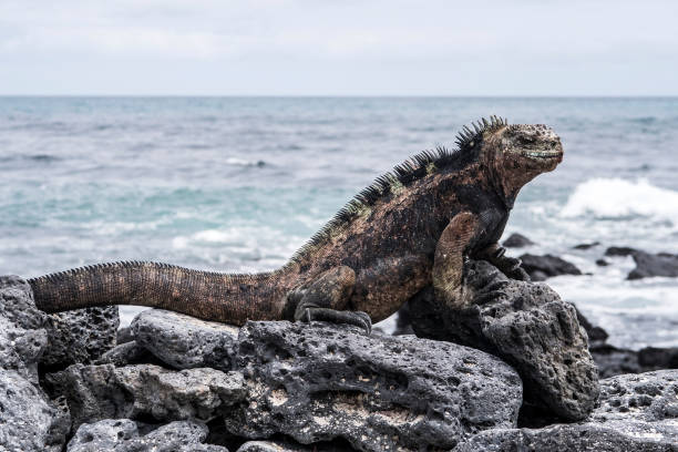 istock marine Iguana at the beach 643262510