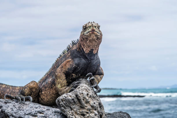 istock marine Iguana at the beach 643262584