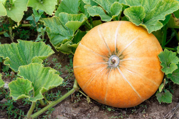 pumpkin in garden