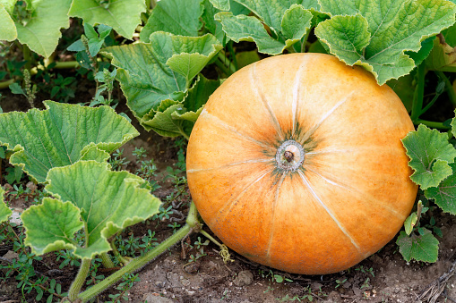 Ripe orange pumpkin with vine and leaves at the field in autumn. Harvest. Plant of pumpkin in vegetable garden