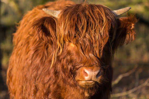 istock Scottish highlander cow looking at camera with eyes hidden 643266712