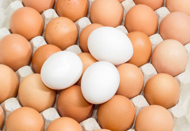 istock Brown and white eggs in the cardboard egg tray closeup 643270944