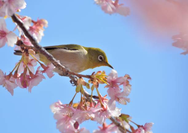 istock Japanese white-eye bird and cherry blossoms 643273152