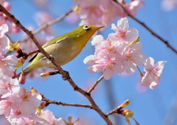 istock Japanese white-eye bird and cherry blossoms 643273158