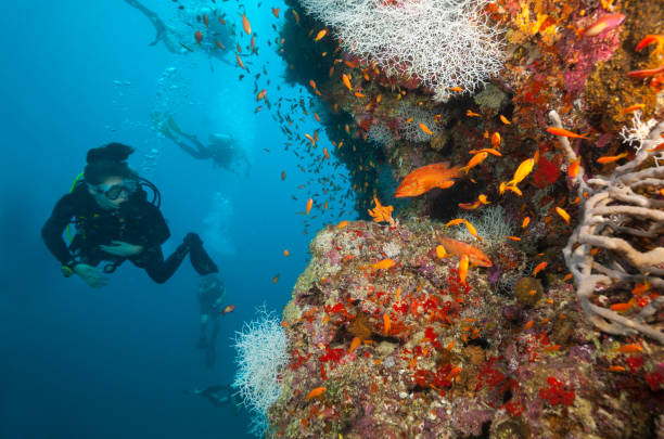 istock Woman scuba diver exploring sea bottom 643275502