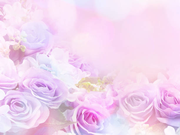 istock rose flowers soft style with vintage filter effect 643278100