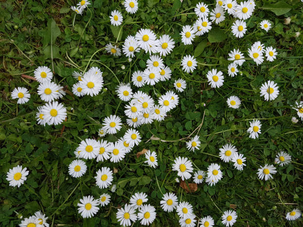 istock Daisy; Bellis; Perennis 643282368