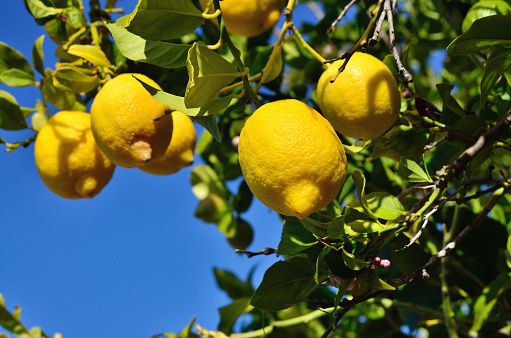 Close-up of lemons on the Lemons tree.
