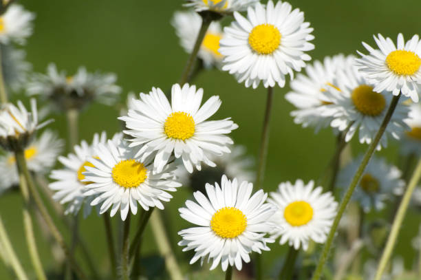 istock Daisies; Bellis; perennis 643282812
