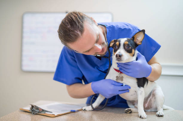istock Male veterinarian helping dog 643286078
