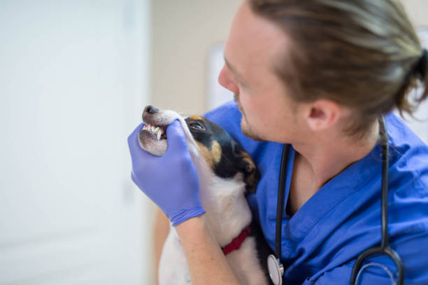 istock Male veterinarian helping dog 643286082