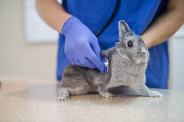 istock Male veterinarian helping adorable bunny 643286090