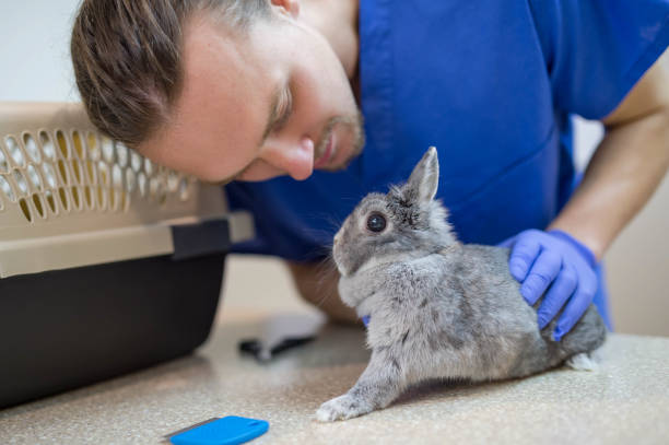 istock Male veterinarian helping adorable bunny 643286098