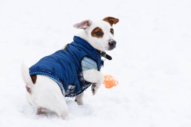 istock Cute dog wearing blue warm jacket on snow 643297780