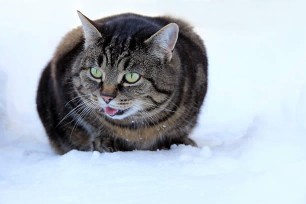 istock A cat stretches out his tongue 643297870