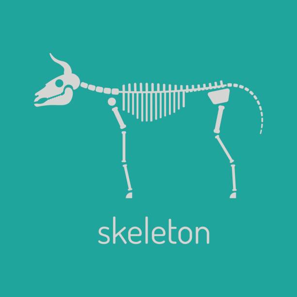 illustrations, cliparts, dessins animés et icônes de imprimé  - deer skull