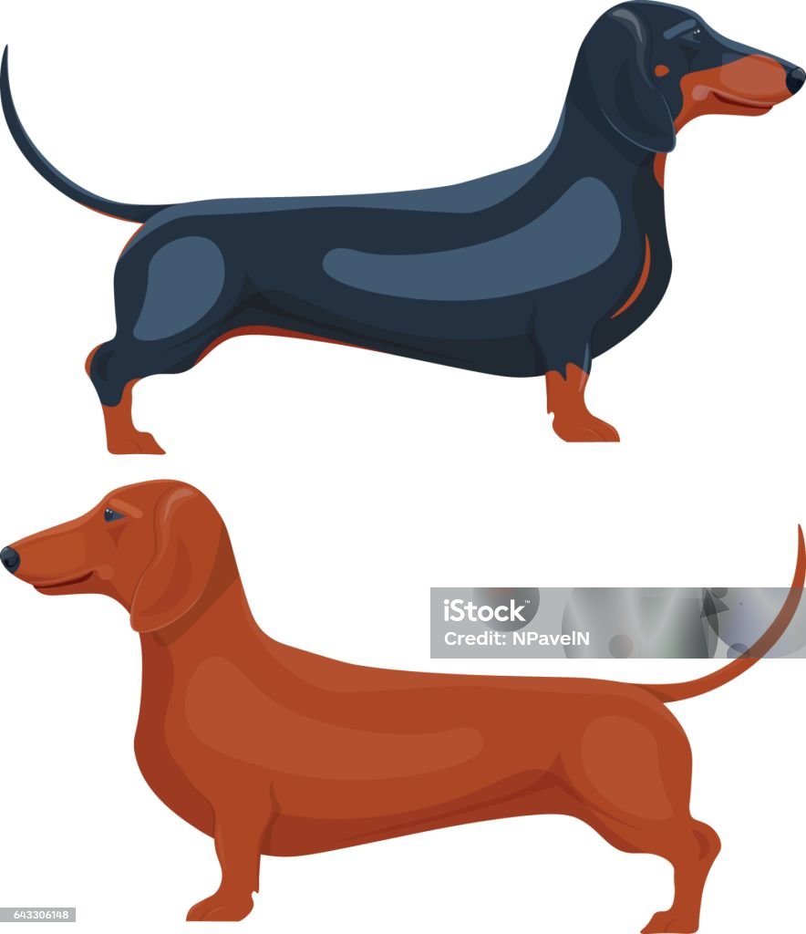 dachshund pet vector illustration isolated on white background dachshund pet vector illustration isolated on a white background Dachshund stock vector