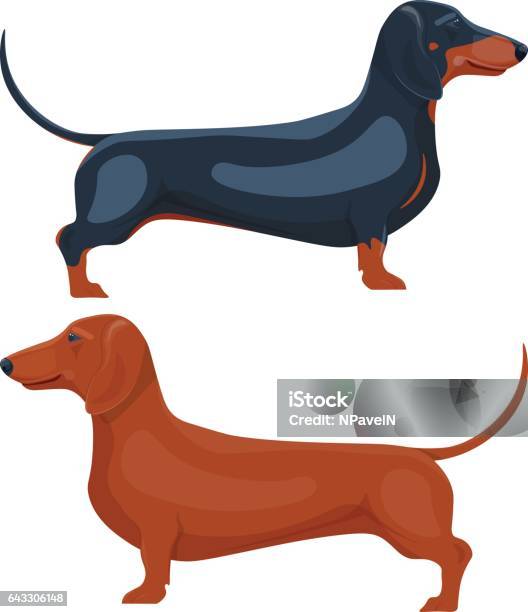 Dachshund Pet Vector Illustration Isolated On White Background Stock Illustration - Download Image Now
