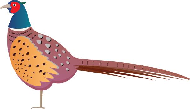 Partridge Vector 70+ Flying Partridge Stock Illustrations, Royalty-Free Vector Graphics ...