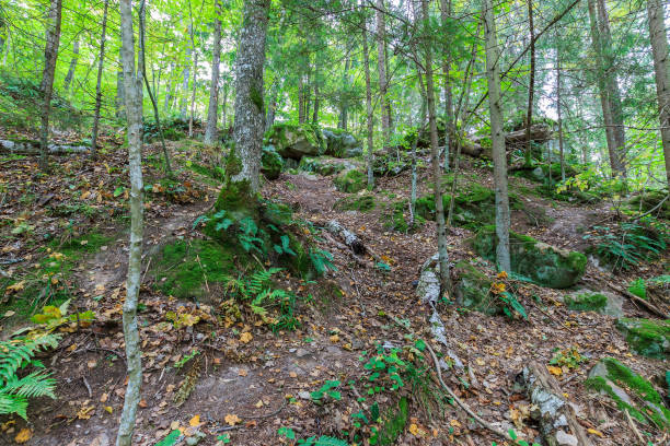 istock rock covered with moss in the forest on a cloudy day 643306634