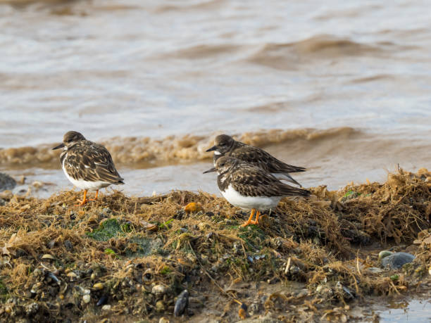 Three turnstones Three Turnstone wading birds on flotsam by the edge of the sea feeding nigel pack stock pictures, royalty-free photos & images