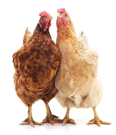 Two brown chickens isolated on white background.