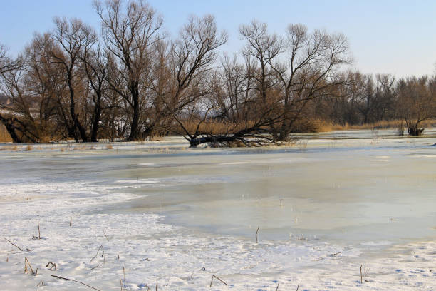 prado del invierno con el agua y los árboles congelados - riverbank marsh water pond fotografías e imágenes de stock