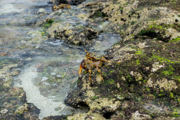 istock One crab posing on the sea shore 643323968