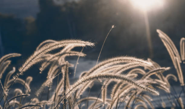 istock Flowers grass at night time, Natural background 643324202