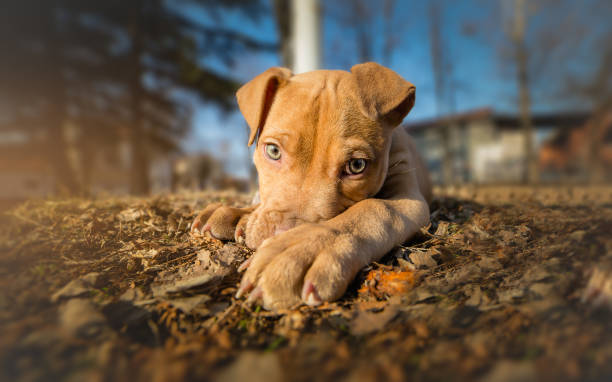 istock Cute Brown Terrier puppy portrait 643335732