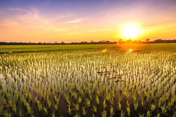 istock Rice fields and sunset background in Thailand 643336438