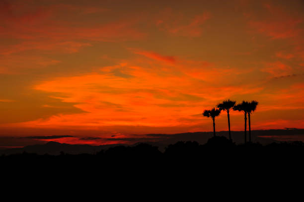 istock Silhouette of palm at sunset 643341880