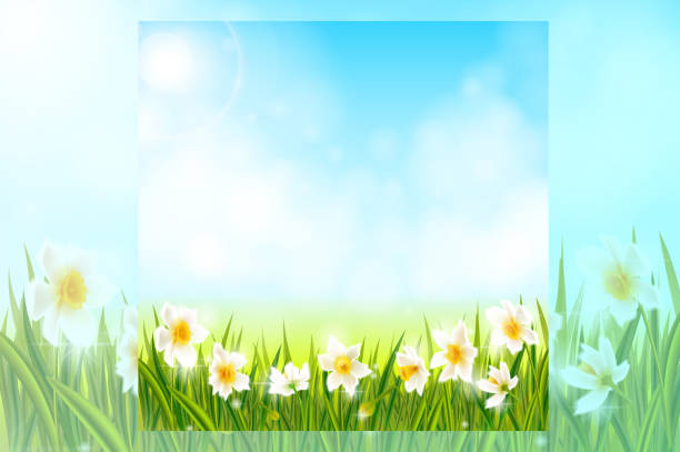 istock Spring background with daffodil narcissus flowers, green grass, swallows and blue sky 643341966