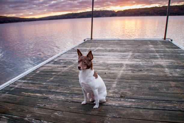 rat terrier no nascer do sol - slinger - fotografias e filmes do acervo