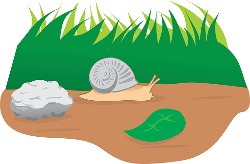 Illustration animal nature garden snail, mollusc. Ideal for catalogs and educational materials