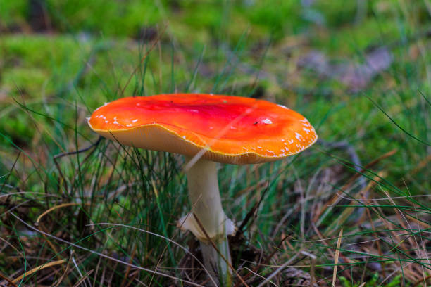 istock red amanita in the autumn forest on a cloudy day 643346032