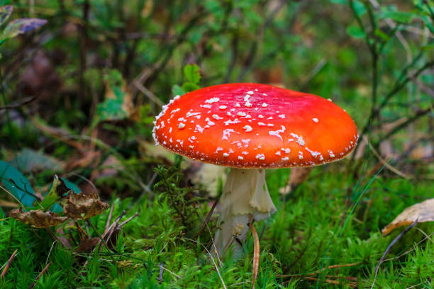 istock red amanita in the autumn forest on a cloudy day 643346076