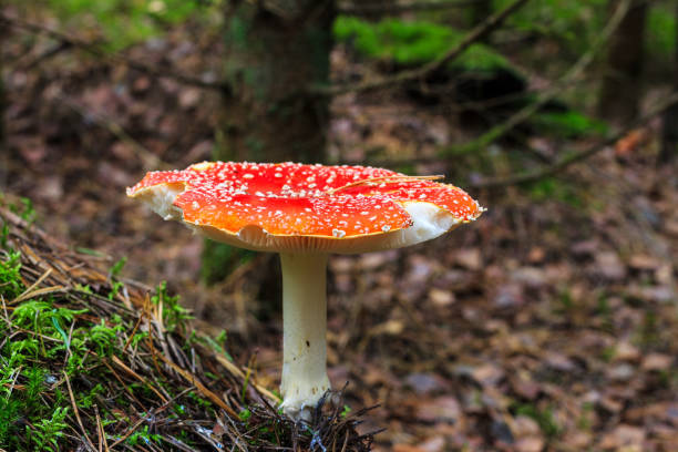istock red amanita in the autumn forest on a cloudy day 643346462