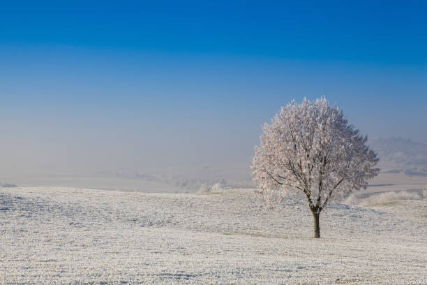 istock Snow and hoarfrost covered trees 643347136