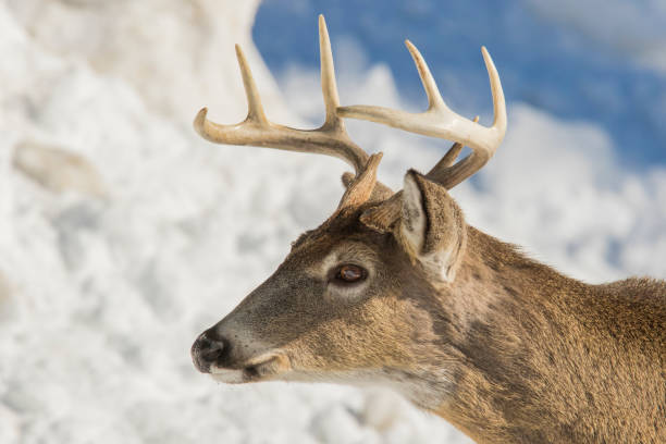 istock Whitetail deer in winter 643349216