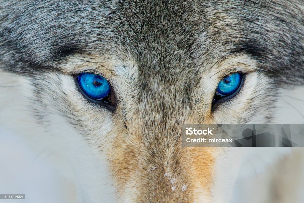 Portrait de loup yeux bleus - Photo de Loup libre de droits