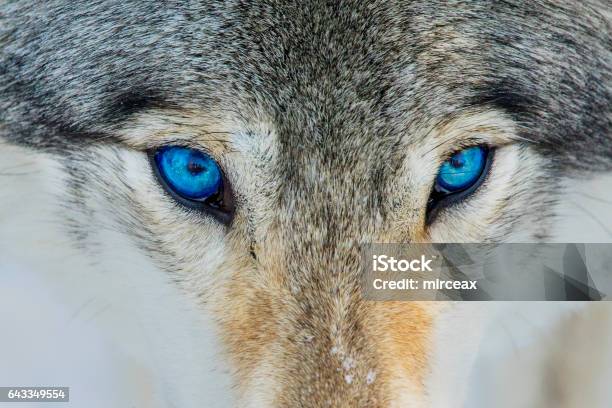 Photo libre de droit de Portrait De Loup Yeux Bleus banque d'images et plus d'images libres de droit de Loup - Loup, Oeil, Bleu