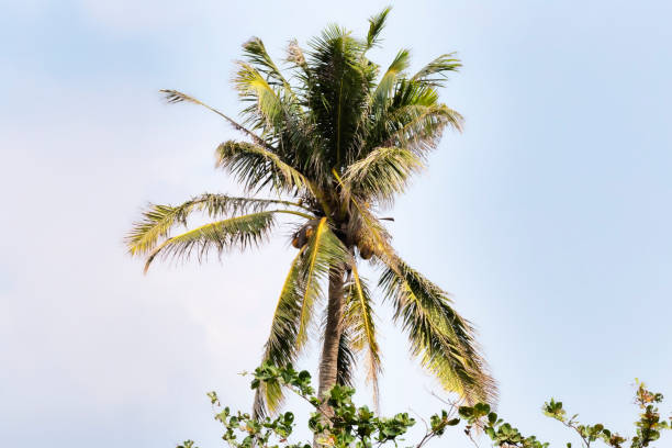 istock Palm tree in Hainan Island - China 643349642