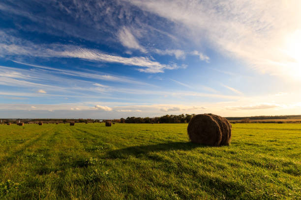 field with haystacks at sunset in early autumn evening