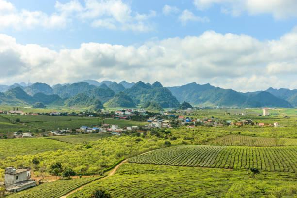 Highland Moc Chau at North Vietnam