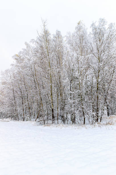istock landscape of winter forest 643351342